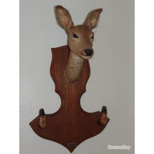 Trophe Tte De Chevreuil Chevrette Naturalise Ecusson Porte Fusil