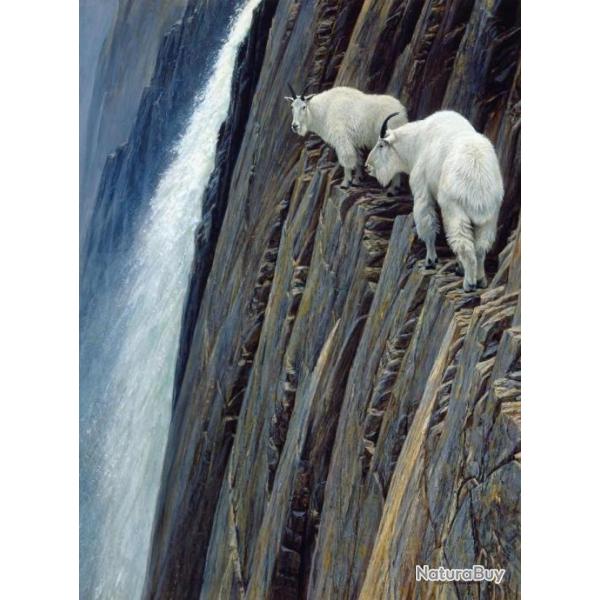 Affiche "chvres des montagnes" du peintre animalier canadien Robert Bateman