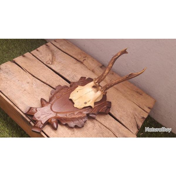 Chevreuil sur �cusson #L5BC(5)