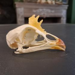 Cr&acirc;ne de coq domestique (Gallus gallus) avec cr&ecirc;te #0602