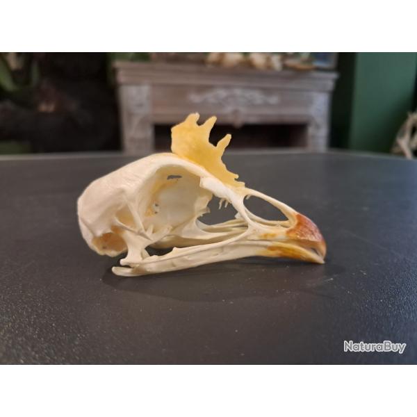 Cr�ne de coq domestique (Gallus gallus) avec cr�te #0602