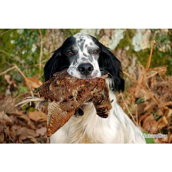 Chasse de la b�casse en Sologne.