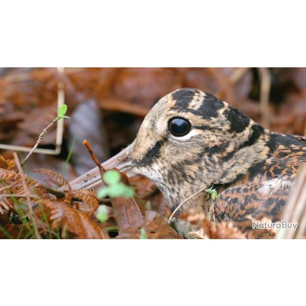 Chasse de la b�casse en Sologne.