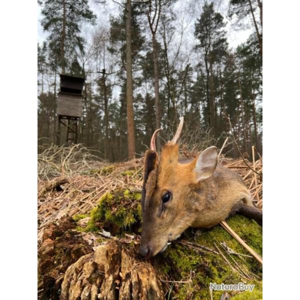 Munjtac et CWD en Angleterre