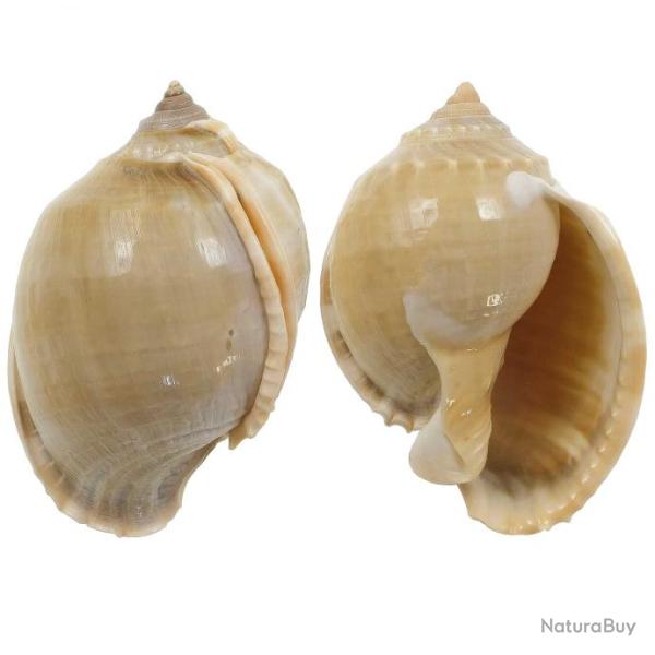 Coquillage cassis phalium glaucum 8 � 10 cm