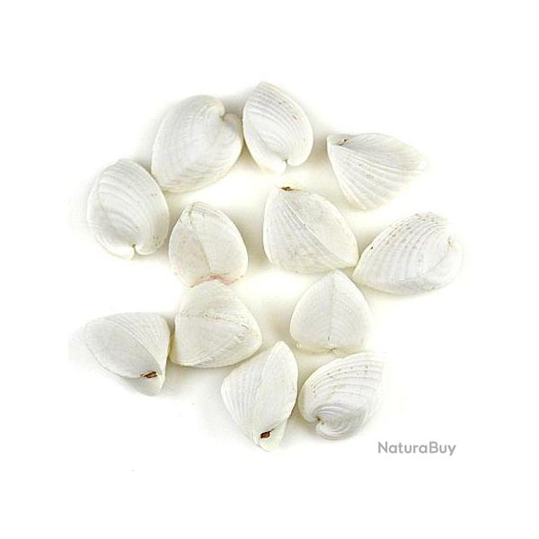 Coquillage hemicardium 3 � 5 cm