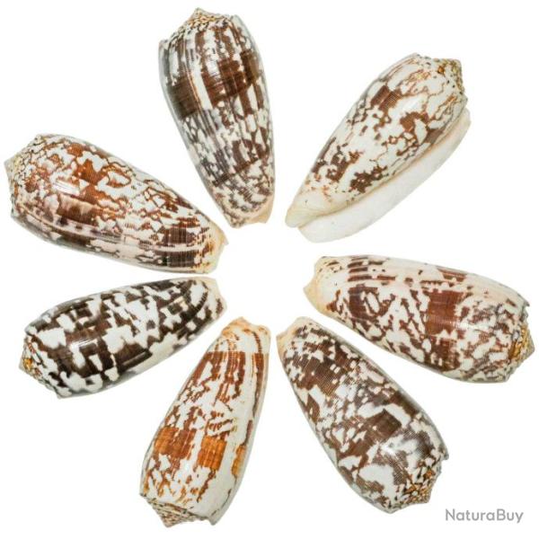 Coquillage conus striatus 9 � 10 cm