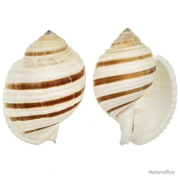 Coquillage tonna sulcosa 7 � 9 cm