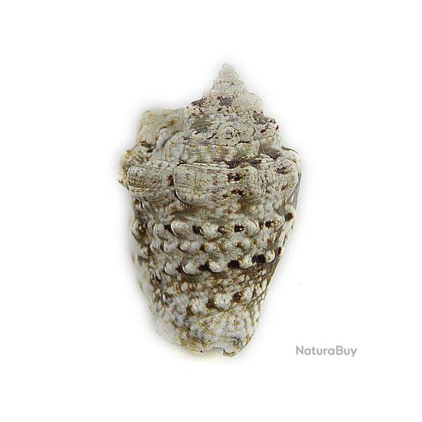 Coquillage strombus lentiginosus 5 � 7 cm