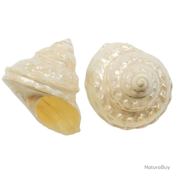 Coquillage astraea undosa nacar 8 � 10 cm