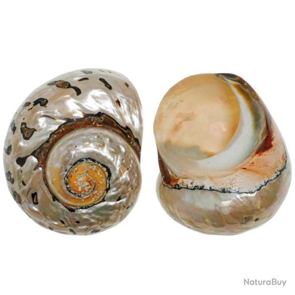 Coquillage turbo sarmaticus 5 � 6 cm