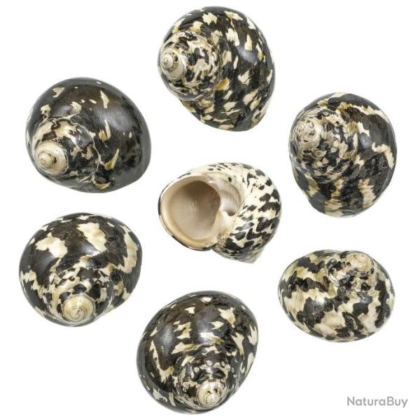 Coquillage cittarium pica poli 3.5 � 4.5 - Lot de 2