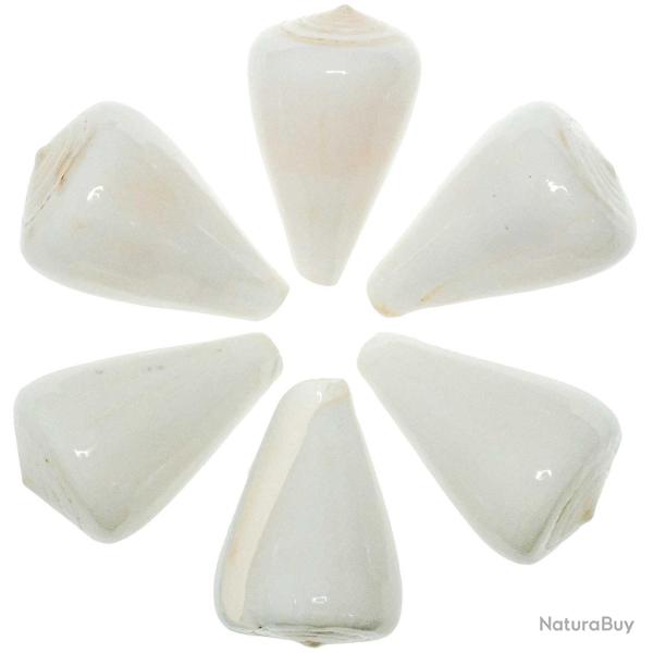 Coquillage conus betulinus blanc poli 8 � 9 cm