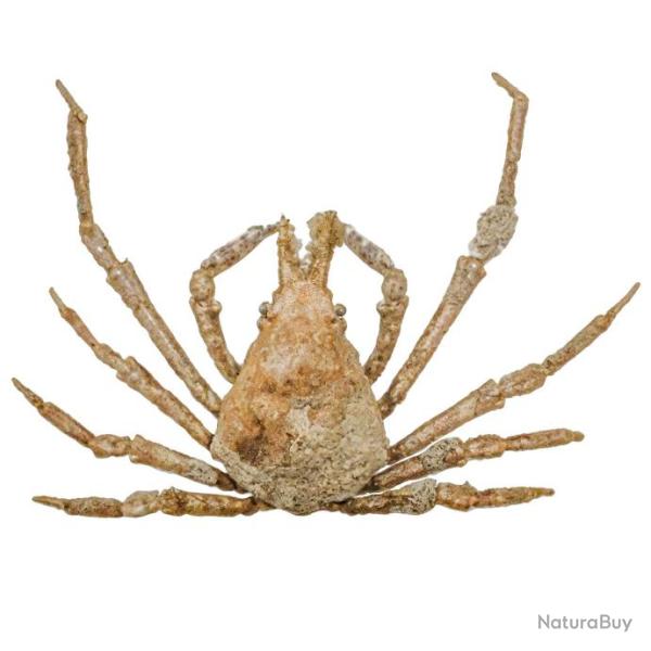 Crabe asperi naturalis� 3.5 � 4 cm
