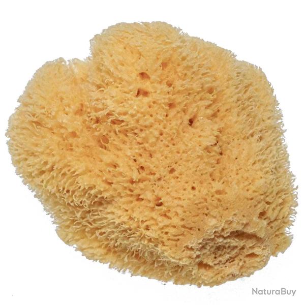 Eponge naturelle de m�diterran�e 12 � 14 cm