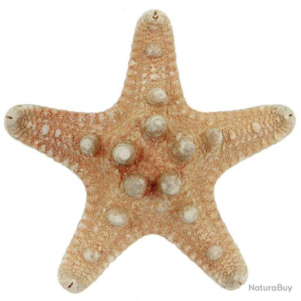 Etoiles de mer rhino protoreaster nodosus 4 � 6 cm - Lot de 10