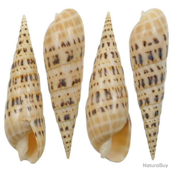 Coquillage terebra maculata poli 11 � 13 cm