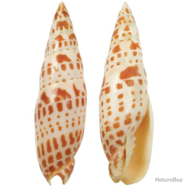 Coquillage mitra episcopalis 11 � 13 cm