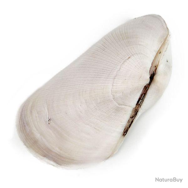 Coquillage trisidos semitorta 9 � 11 cm