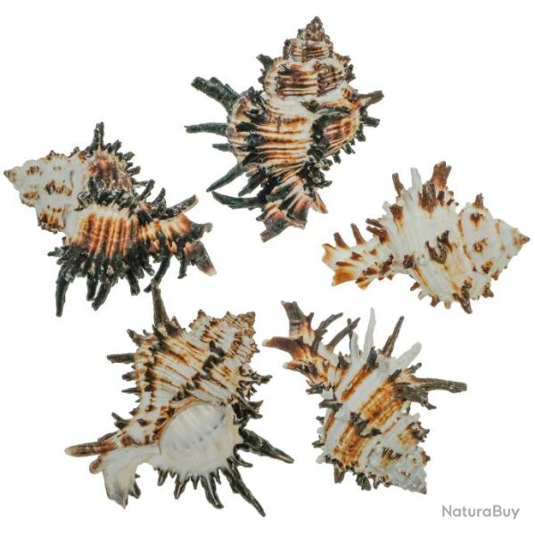 Coquillage murex indivia 9 � 11 cm
