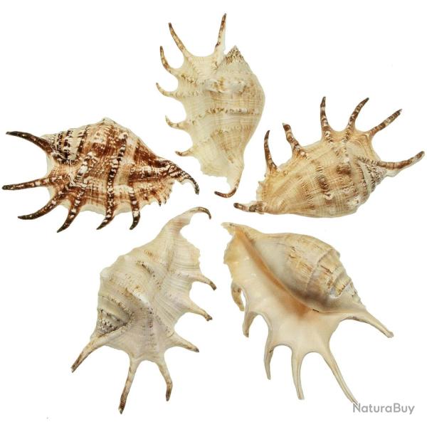 Coquillage lambis lambis 10 � 12 cm - Lot de 2
