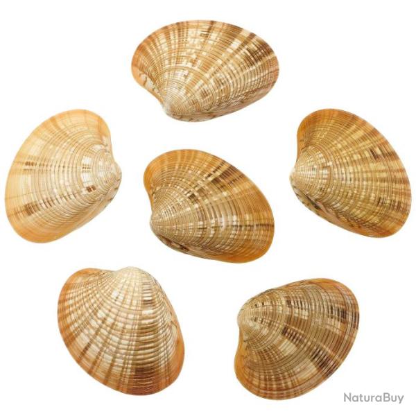 Coquillage callista erycina entier 6 � 7 cm