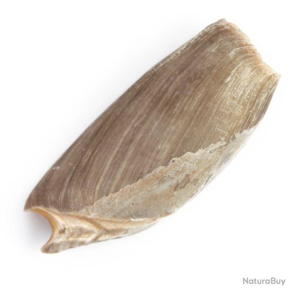 Coquillage cymbium cymbium 12 � 14 cm