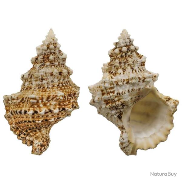 Coquillage bursa bubo 10 � 13 cm
