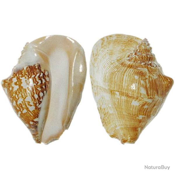 Coquillage strombus latissimus 13 � 16 cm