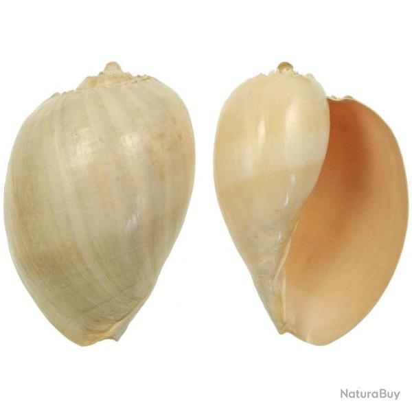 Coquillage voluta melo broderipii poli 16 � 20 cm
