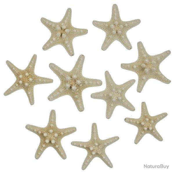 Etoiles de mer rhino protoreaster nodosus blanches 5 � 7 cm - Lot de 10