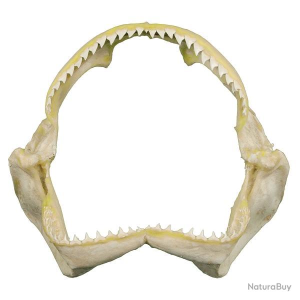 Mchoire de requin de rcif 16  20 cm