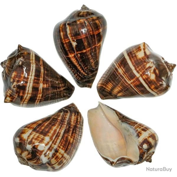 Coquillage melongena patula poli 9 � 11 cm