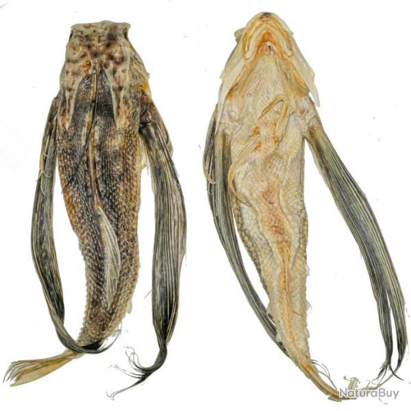 Poisson volant exoset naturalis 20  25 cm