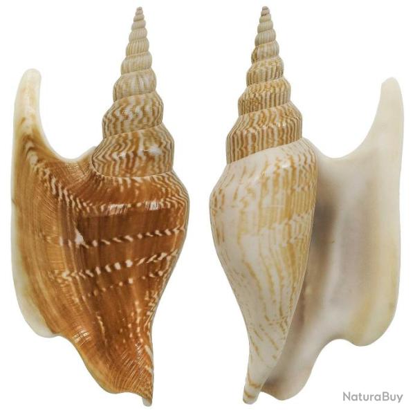 Coquillage strombus listeri 10 � 12 cm