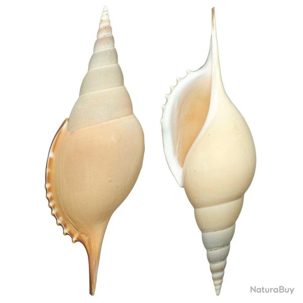 Coquillage tibia curta 13 � 15 cm