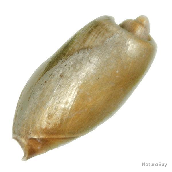 Coquillage cymbium olla 7 � 9 cm