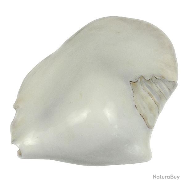 Coquillage strombus latissimus blanc poli 13 � 16 cm