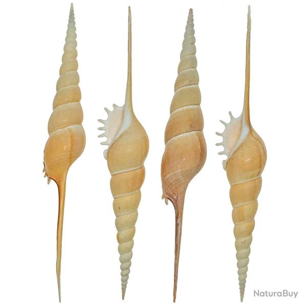 Coquillage tibia fusus 19 � 21 cm