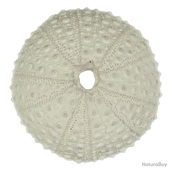 Test d'oursin blanc lividus paracentrotus 7 � 9 cm