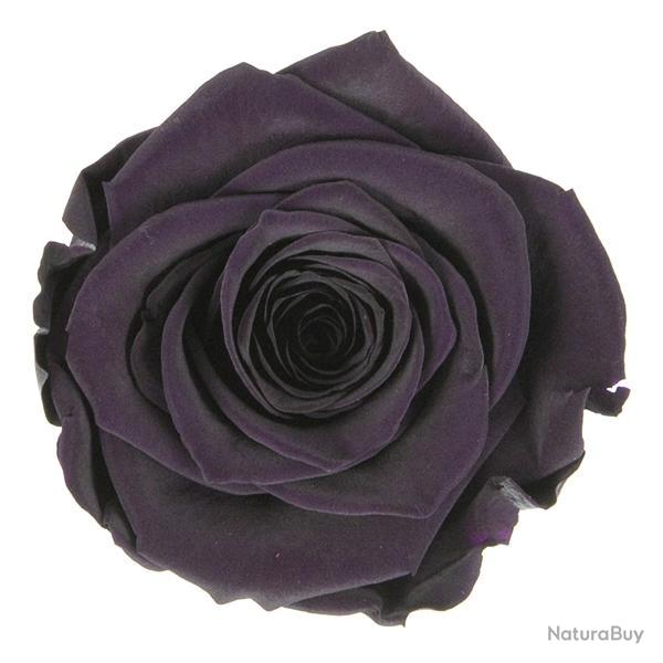 T�te de rose stabilis�e Aubergine