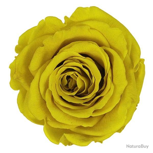 T�te de rose stabilis�e Jaune