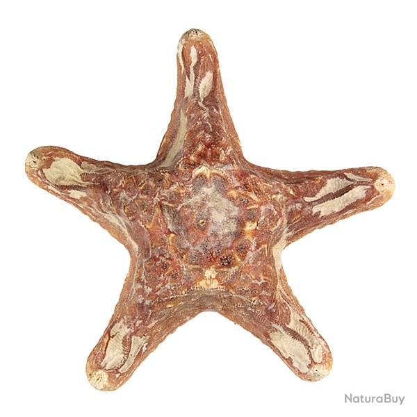 Etoile de mer choriaster 14 � 17 cm