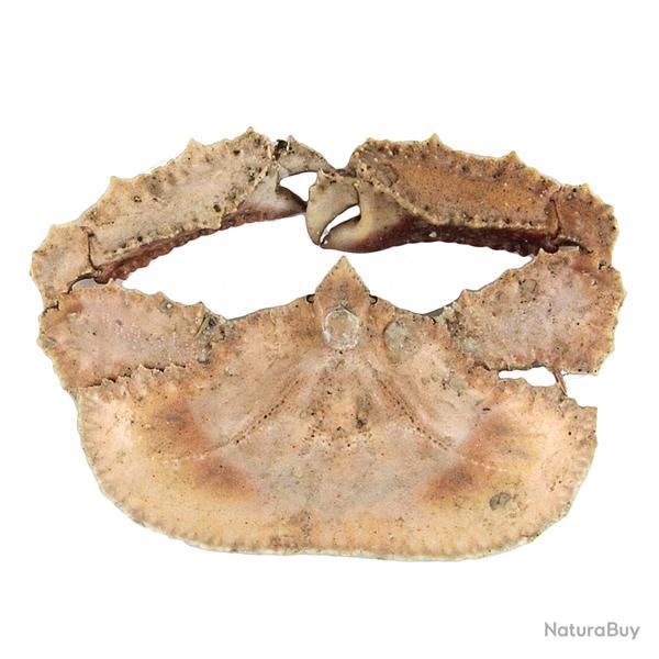 Crabe cryptopodia fornicata naturalis� 6 � 7 cm