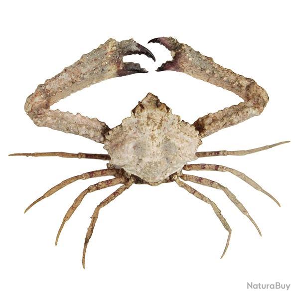 Crabe parthenope nummifera naturalis 4  5 cm