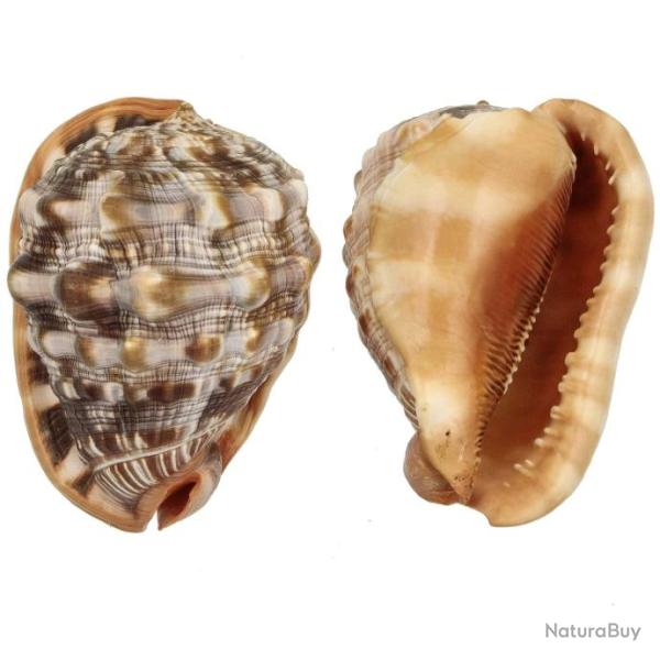 Coquillage cassis rufa 10 � 12 cm