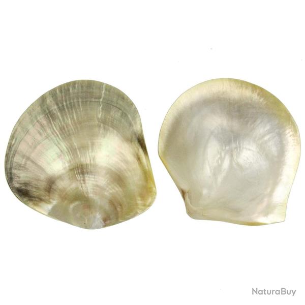 Coquillage pinctada margaritifera nacr� poli 10 � 12 cm