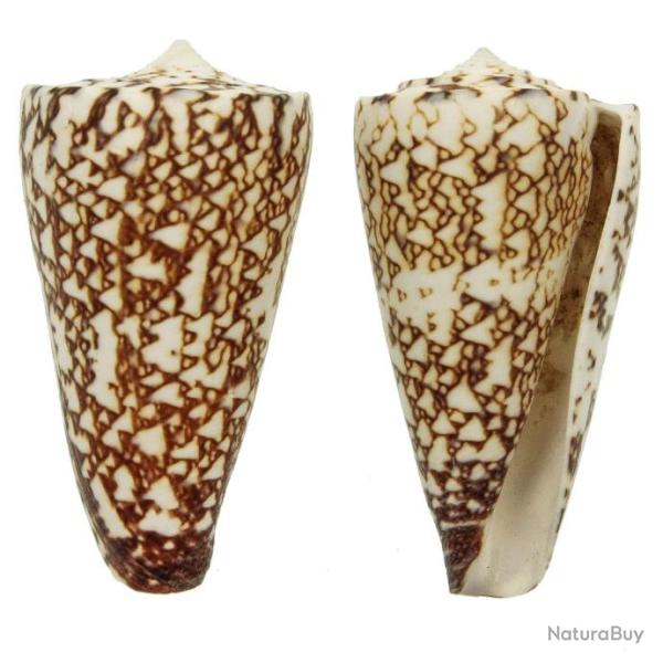 Coquillage conus thalassiarchus 5 � 6 cm