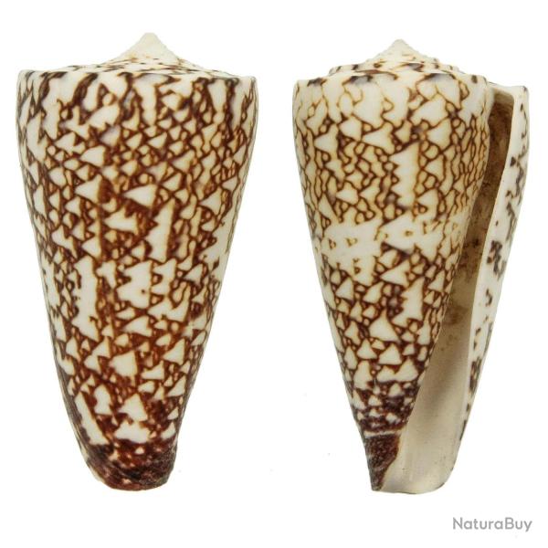 Coquillage conus thalassiarchus 6 � 7 cm