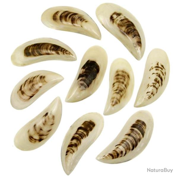 Coquillages perna viridis entier poli 12 � 14 cm - Lot de 3